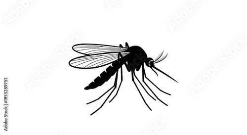 Close-up illustration of a mosquito, a common insect known for its disease-carrying capabilities and annoying bites, depicted against a clean white background