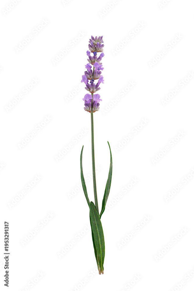 Obraz premium Tall lavender with purple blooms and green leaves, isolated, PNG