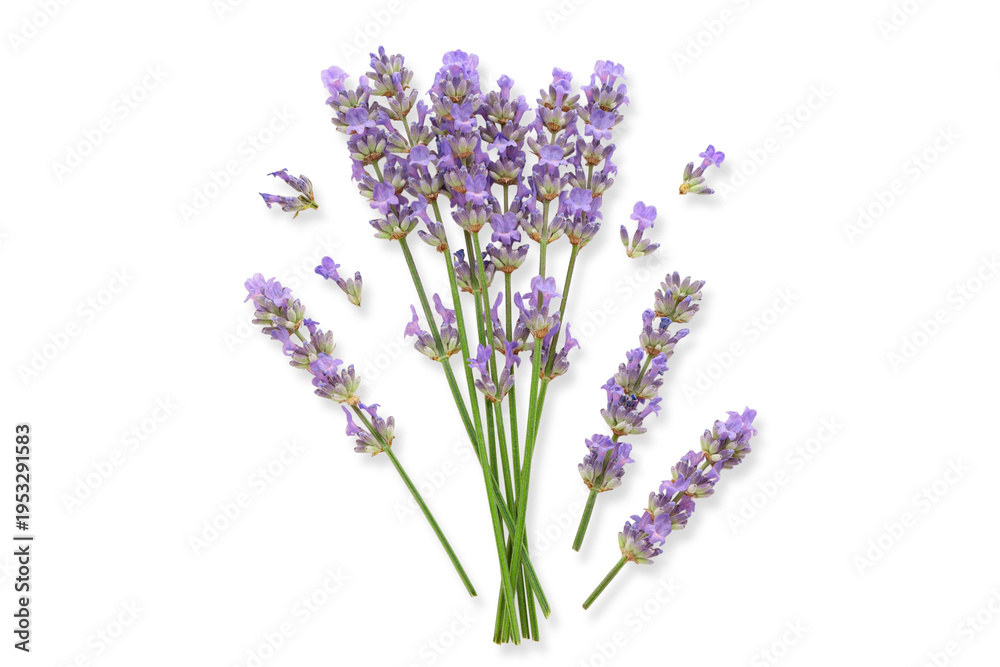 Naklejka premium Lavender flowers are gathered and show various sizes, isolated, PNG