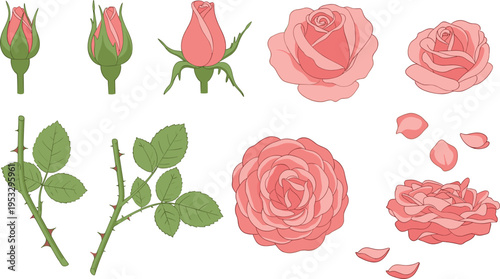 Rose Flower Growth Stages Set with Bud Bloom Petals Leaves and Stem Botanical Vector Illustration