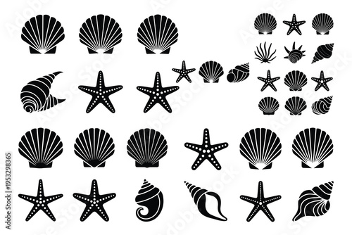 Black and white sea shells and starfish black white background