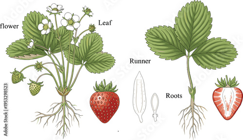 Strawberry plant anatomy illustration with labeled flower, leaf, runner and roots, detailed botanical scientific diagram showing fruit structure in vector style
