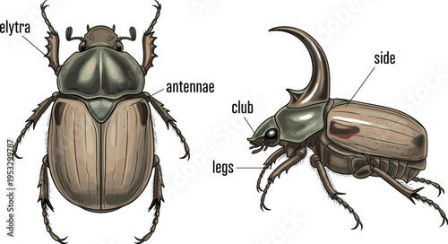 Detailed rhinoceros beetle anatomy illustration with labeled body parts, scientific insect diagram, educational entomology vector showing top and side view