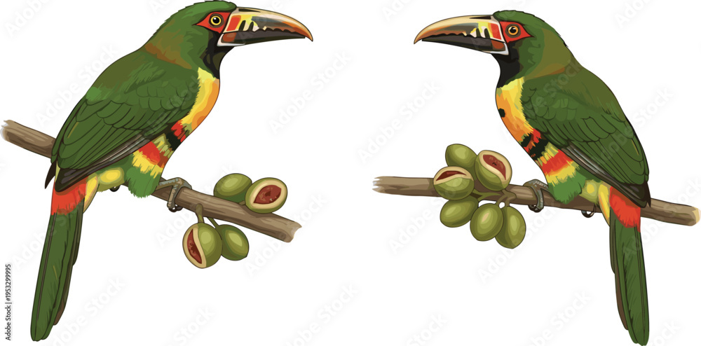 Naklejka premium Realistic Toucan Bird Illustration with Colorful Beak and Tropical Branch Detailed Exotic Wildlife Vector Design Collection
