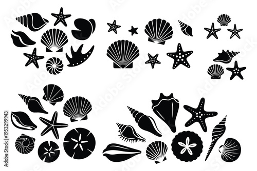 Black and white sea shells and starfish ocean beach