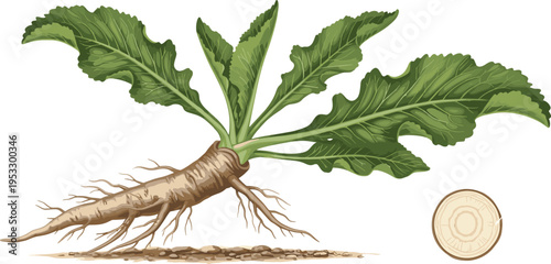 Realistic Horseradish Root Plant Illustration with Leaves and Detailed Anatomy Botanical Vector Design Collection