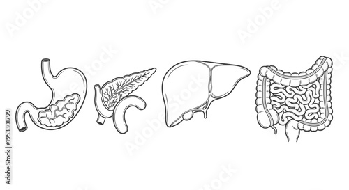 line art illustration of human digestive organs stomach liver pancreas and intestines perfect for medical education and scientific diagrams.