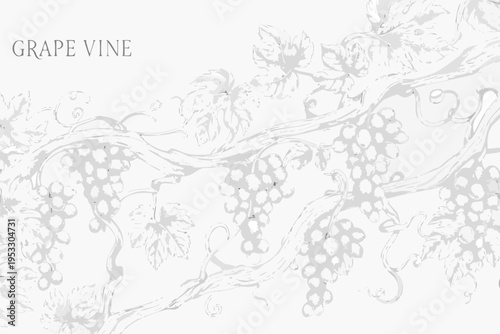 Elegant grayscale illustration of a sprawling grape vine with detailed bunches