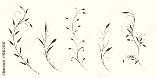Elegant botanical illustration featuring multiple delicate plant stems and leaves