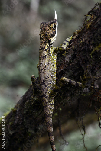 Foto This is a male rhino-horned lizard (Ceratophora stoddartii) an endangered species endemic to the montane forests of central Sri Lanka