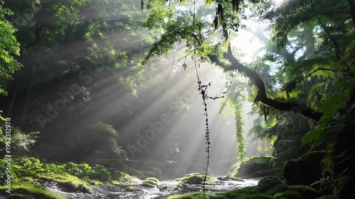 新緑の菊池渓谷