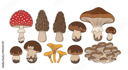 An intricately drawn assortment of various fungi, including chanterelles, morels, boletes, and toadstools, presented as clean, outlined illustrations suitable for botanical and culinary themes