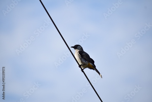 Sooty-headed bulbul bird perched on a black electrical wire with a clear blue sky background