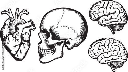 Vector engraved style illustrations for posters, decoration and logo. Hand drawn sketch of skull, heart and brain in monochrome isolated on white background. Detailed vintage woodcut style drawing