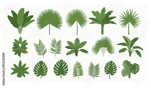 Tropical plant and leaf collection banana palm jungle foliage vector set