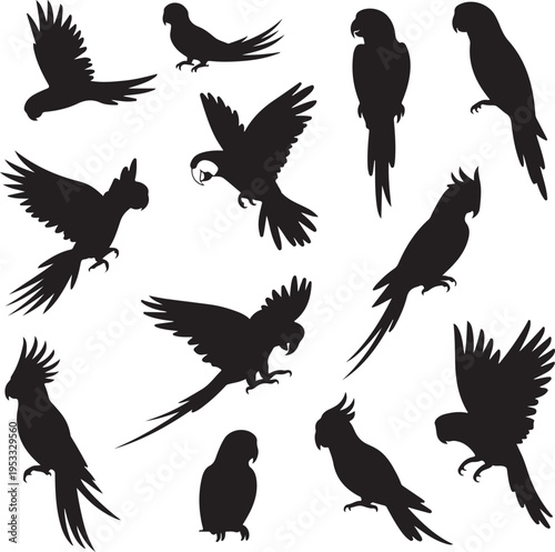 Vector parrot silhouettes of amazon jungle isolated on white background