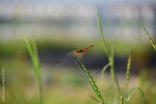 Close up detail of red dragonfly. Red dragonfly image is wild with blur background. Dragonfly isolated.