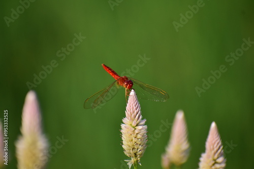 Close up detail of red dragonfly. Red dragonfly image is wild with blur background. Dragonfly isolated.