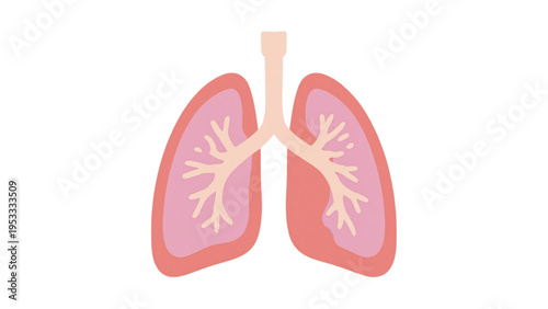 Human Lungs Anatomy Respiratory System Vector Illustration