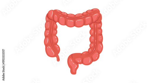 Large Intestine Human Anatomy Illustration Digestive System Vector