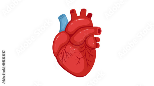 Human Heart Anatomy Realistic Vector Illustration Internal Organ