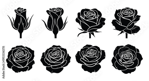 Collection of black rose buds and blooms in a striking silhouette