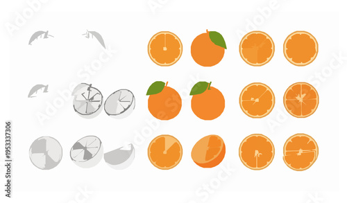 Orange fruit illustration set outline solid and sliced citrus vector collection