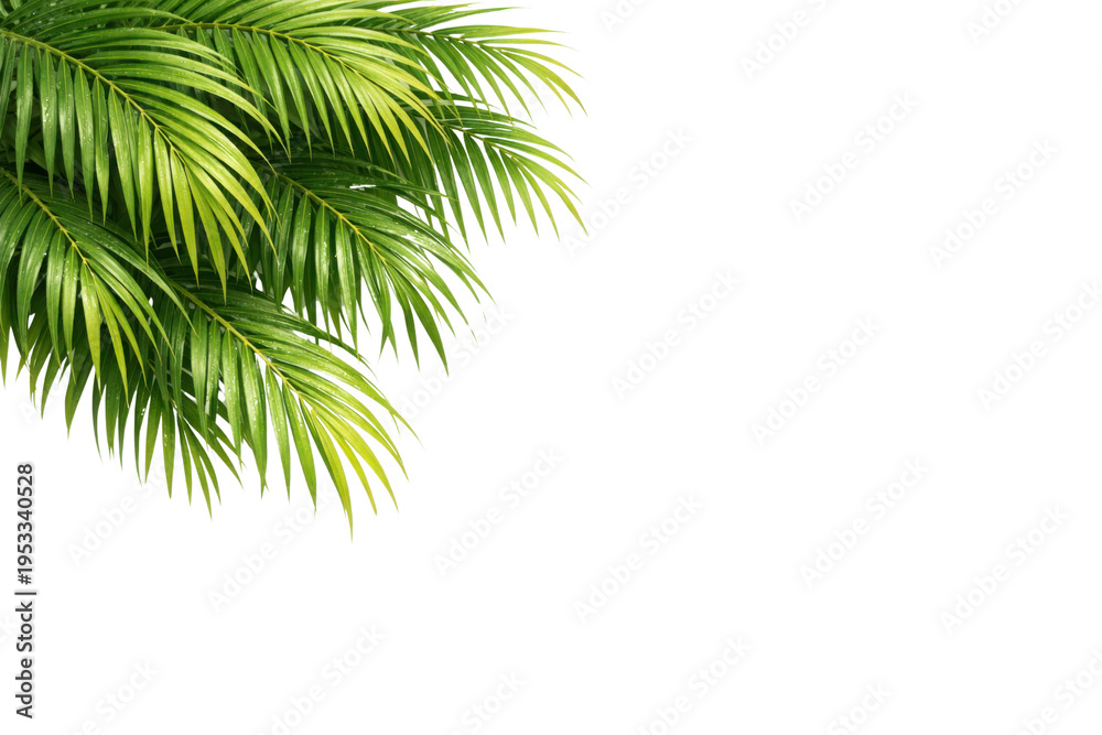 Fototapeta premium Vibrant green palm leaves on a clean white background, creating a fresh tropical border for summer designs and natural product promotions.