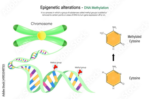 DNA Methylation. Epigenetic process in which methyl groups are added to DNA molecules. Epigenetic alterations. Hallmarks of aging.