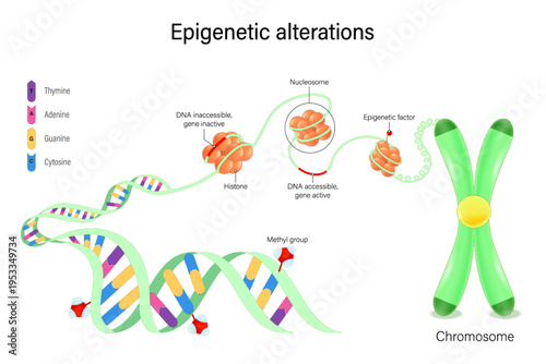 Epigenetic alterations. DNA Methylation and Histone Modification. Hallmarks of aging.