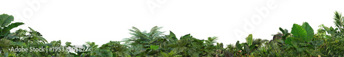 3D render foreground Tropical Plant Green Leaf on transparent background