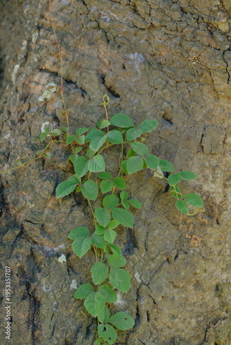 Green ivy plants climbing a textured tree trunk in a lush forest