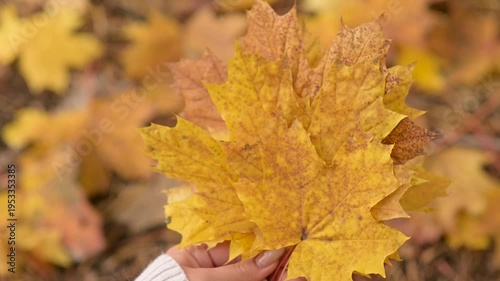A girl collects a bouquet of yellow autumn maple leaves in an autumn park. The hands of a girl in a white sweater holds a bunch of bright yellow leaves against a blurred autumn forest background