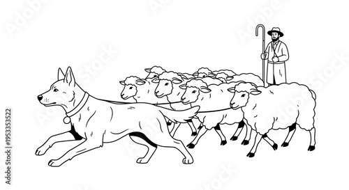 Dog herding sheep with shepherd assistance.