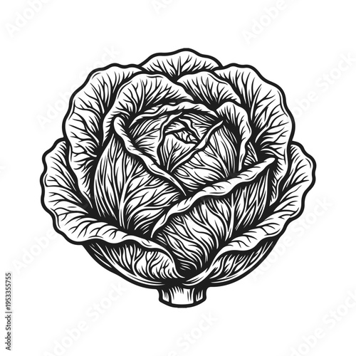 Cabbage in clean vector style with layered leaves and smooth green contours. green cabbage, fresh vegetable, organic cabbage, cabbage icon, healthy food	
	

