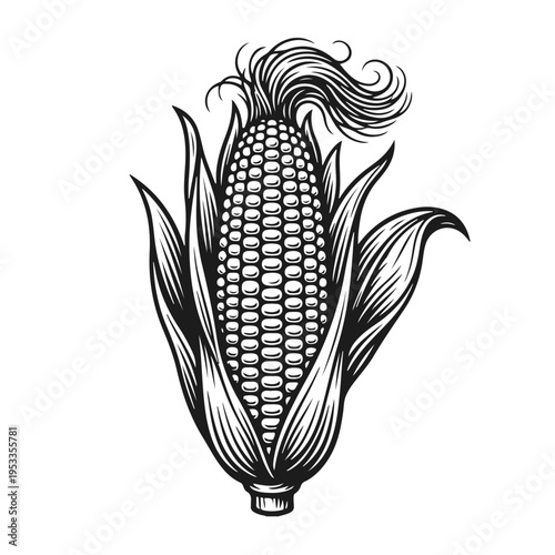 Outline corn cob illustration with clean contour lines isolated on white background. Corn cob, sweet corn, maize cob, corn vegetable, farm crop concept	
