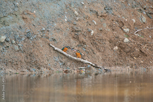Action Sequence: Male Kingfisher offering a small fish to a female on a branch.