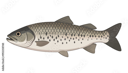 Fish Vector Illustration, Realistic Isolated Salmon with Scales and Fins, for Design and Nature Projects