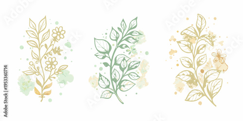 Botanical illustration featuring three delicate plant stems with blossoms
