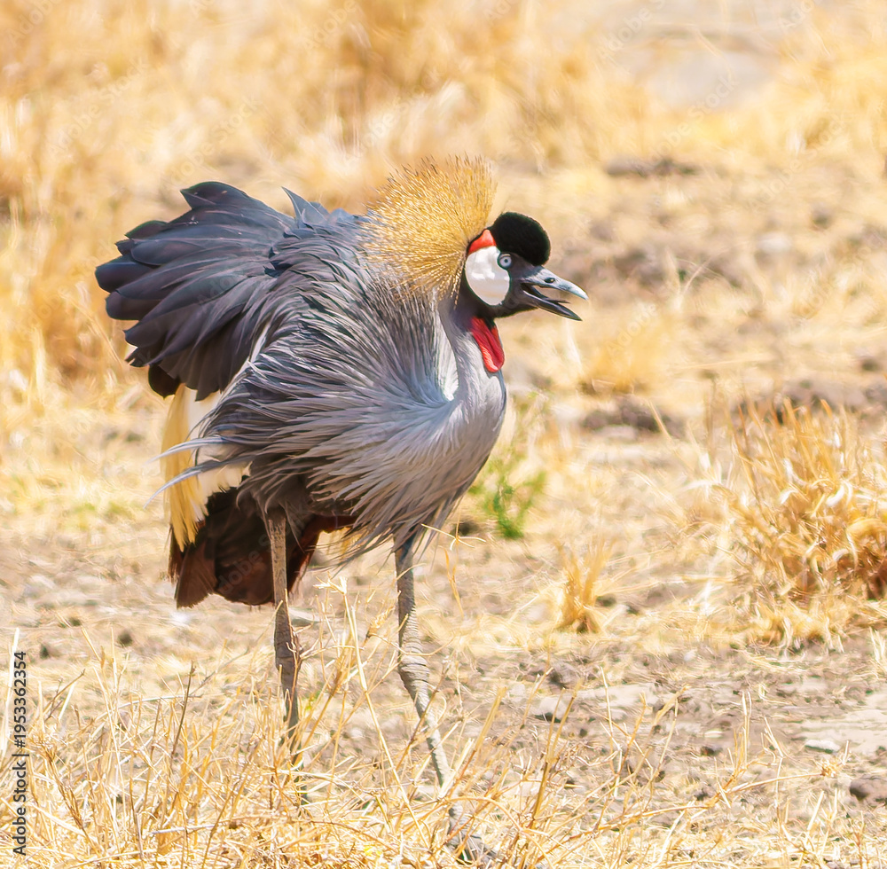 Fototapeta premium Grey Crowned-Crane (Balearica regulorum) pair foraging and feeding in dry arid savannah in Ngorongoro crater showing their ornate coloration