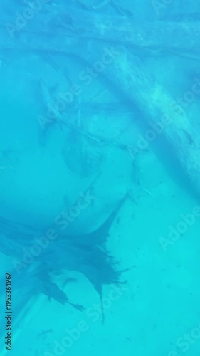 Clear underwater view of large submerged tree trunks in a pristine freshwater lake.