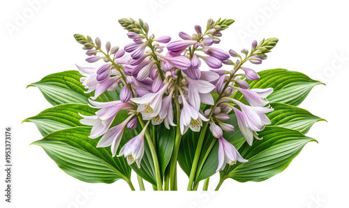 Elegant Bunch of Hosta Flowers in Full Bloom with Vibrant Green Leaves