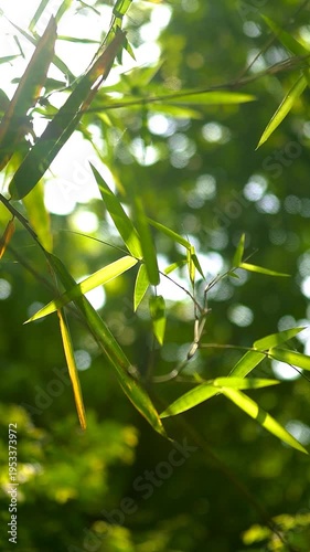 Vibrant green bamboo leaves and stalks thrive in a sunlit natural forest