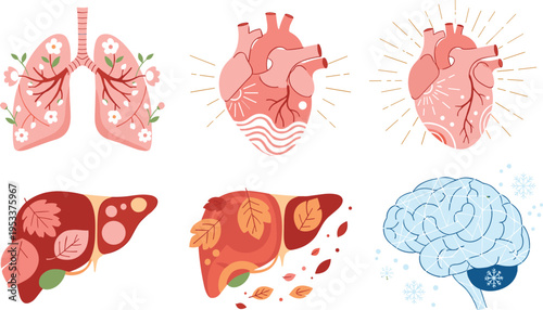 Stylized human organs vector set with heart lungs liver brain seasonal themed medical illustration collection design