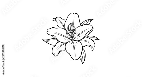 Elegant lily flower illustration botanical line art design on white background