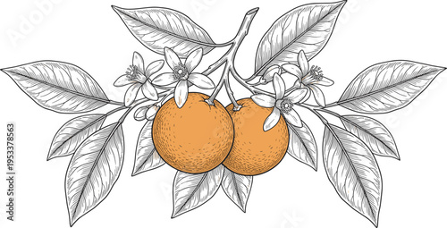 Hand drawn orange fruit branch illustration with leaves and blossoms, vintage botanical citrus engraving style vector design isolated artwork