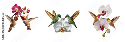 Set of Tiny hummingbird hovering in mid air while drinking nectar from a multicolored flower on transparent png background. Ai generated