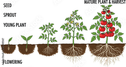 Tomato plant growth stages illustration, seed to harvest lifecycle diagram, gardening agriculture concept, root development and flowering process vector design