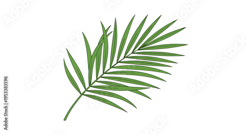 Green Palm Leaf Close Up.