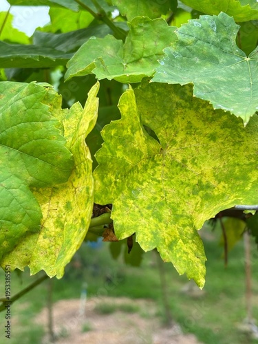 grapevine leaves exhibiting significant yellowing (chlorosis)yellow spots on the upper leaf surface are characteristic symptoms of downy mildew, caused by the fungus Plasmopara viticola.